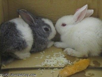 روزگار علی و خرگوشهاش