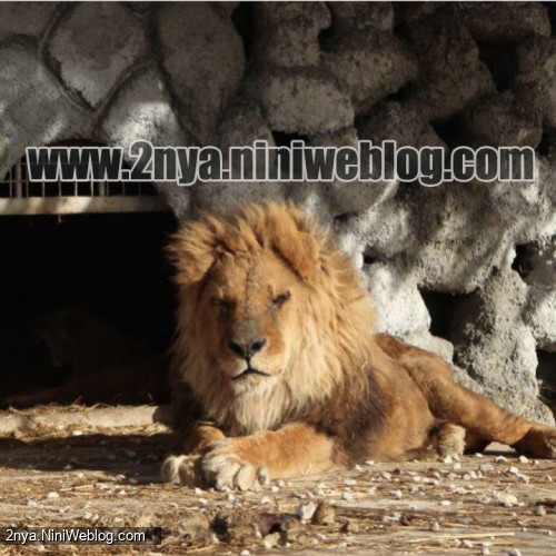 بازدید از باغ وحش شیراز نوروز 96 شیر سلطان جنگل