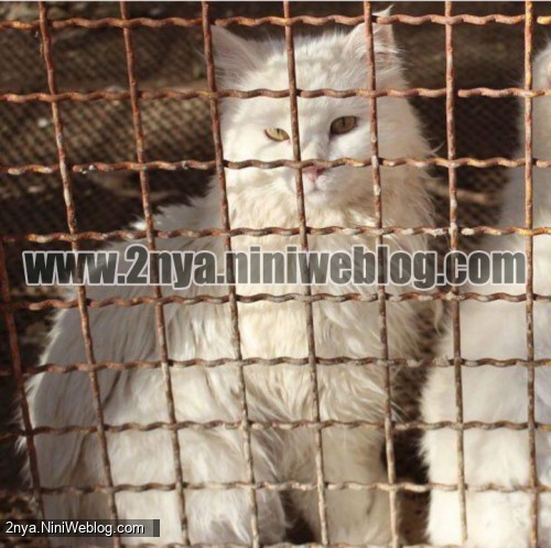 بازدید از باغ وحش شیراز نوروز 96 گربه چشم قشنگ خوشکل سفید