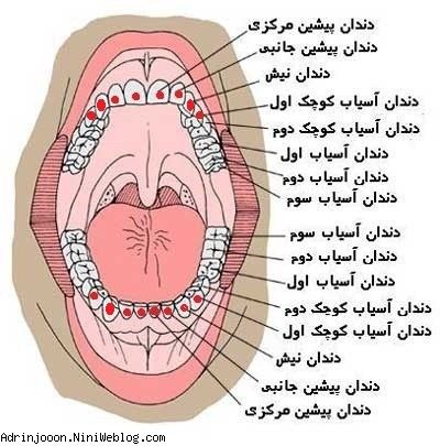 آدرین با 16 دندان 