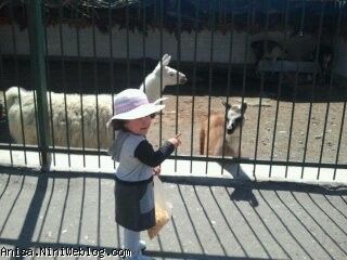 آنیسا در باغ وحش