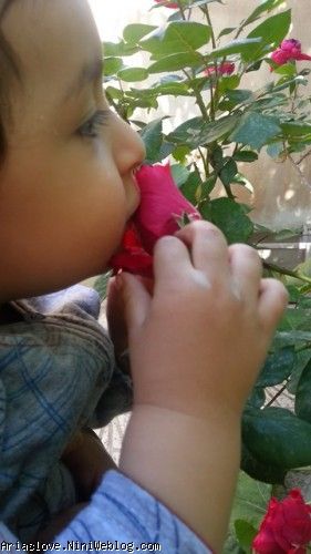 بوسه بر گل