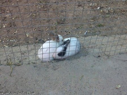 خرگوش کوچولوها