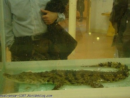 نی نی تمساح زنده داخل آکواریوم نمایشگاه