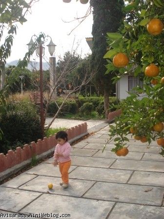 آویسا در باغ پرتغال