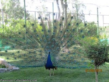 طاووس زيبا