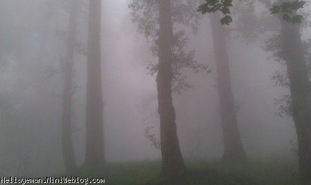 جنگل سر سبز در مه