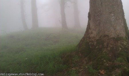 تک درخت در مه