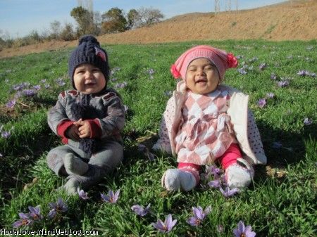 هدی سادات ومحمد کوچولو وسط گل های زعفران