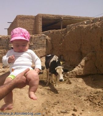 حسنا و گاو