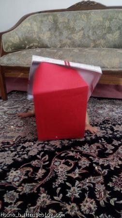 حسنا کادو شده
