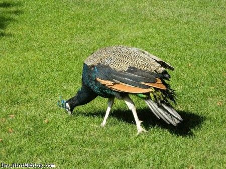 چه طاووس قشنگی