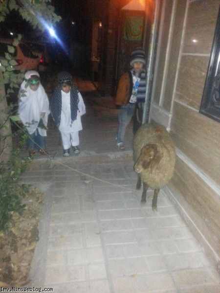 اینم گوسفندی که هرسال دایی علی در شب علی اصغر و بابا وحید در شب تاسوعا و آشورای حسینی برای دوقلوها بخاطر نذرشان قربانی میکنند دوقلوها هم در حال دیدن ببعیشون