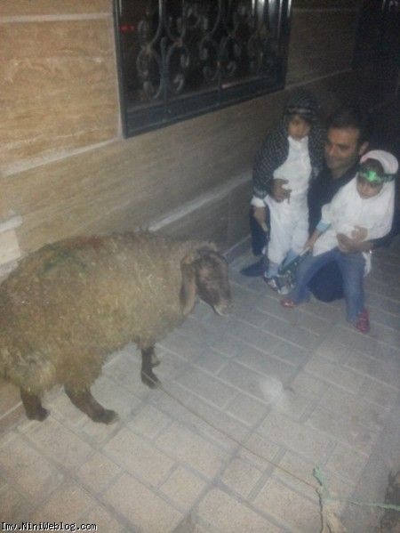 بابا وحید همراه دوقلوها در حال دیدن گوسفندی که در شب علی اصغر قربانی شد