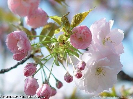 شکوفه های گیلاس من