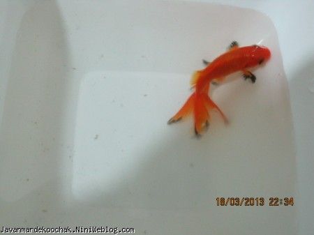 ماهی قرمز،گل پسرکوچولوی من
