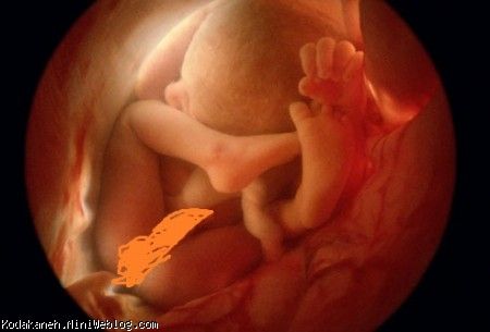 مراحل رشد جنین همرا با عکس