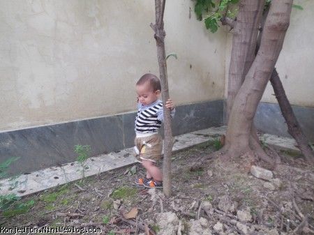 سامیار زیر درخت انجیر
