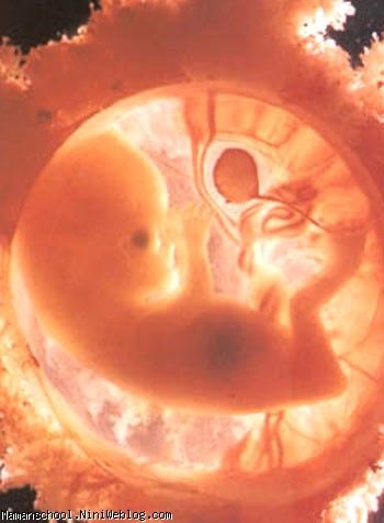 زمان تشخیص هویت جنین در شکم مادر