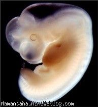 نگران بارداری بعد از سقط جنین نباشید