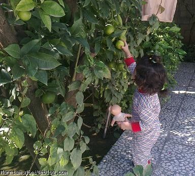 محیا در حال چیدن پرتغال نارس