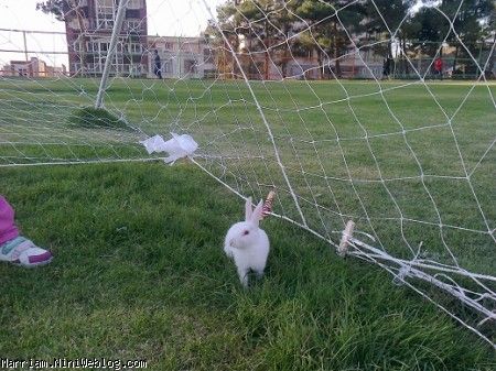 خرگوش فوتبالیست