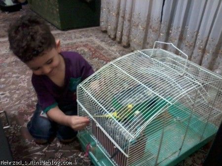در حال گرفتن دم مرغ عشق