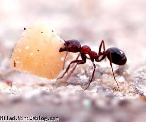 مورچه سیاه کوچولو 