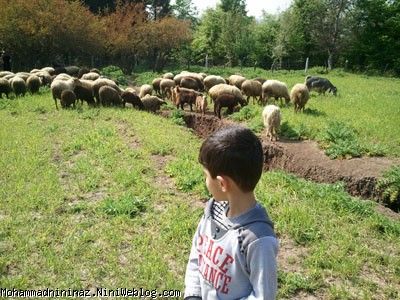 محمد و گوسفندان زبل