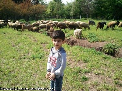 محمد و گوسفندان زبل 2
