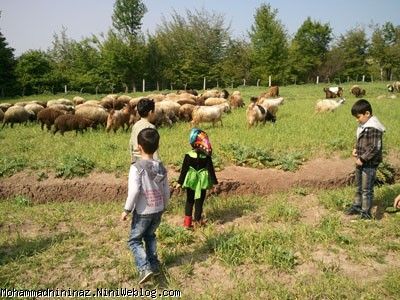 محمد و دوستانش با گوسفندان زبل 3