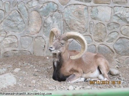 zoo