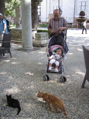 رستا در موزه ارکئولوژی استانبول در حال تماشای گربه ها ( 11 ماه و 10 روزگی) 