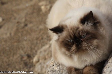 گربه اصیل ایرانی