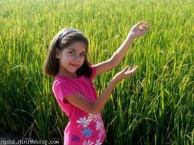 مزارع برنج مهر 1393