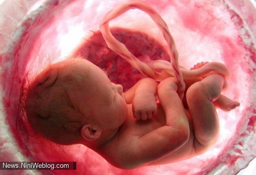 اکوکاردیوگرافی قلب جنین چیست