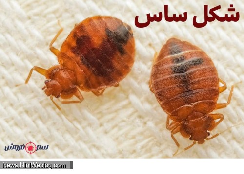 حشره ساس - شکل ساس - ساس تختخواب