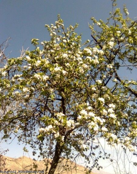 شکوفه