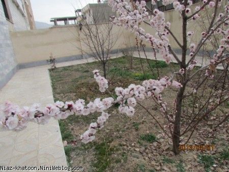 اولین شکوفه بهاری