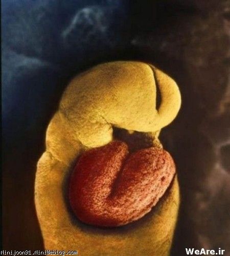 روز ۲۴ام. بعد از ۱۸ روز قلب شروع به شکل گیری می کند. می دانیم که جنین یک ماه هیچ استخوانی ندارد.