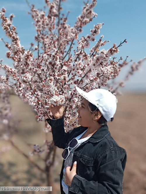 نوروز ۱۴۰۲ و شکوفه‌های بادام