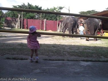 نمایش فیل ها