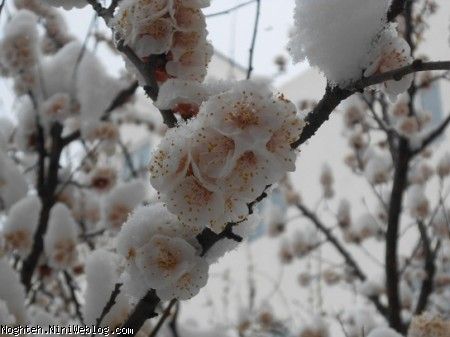 شکوفه های برفی