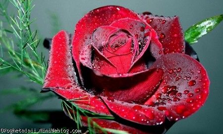 عکسهای زیبا از گل رز...