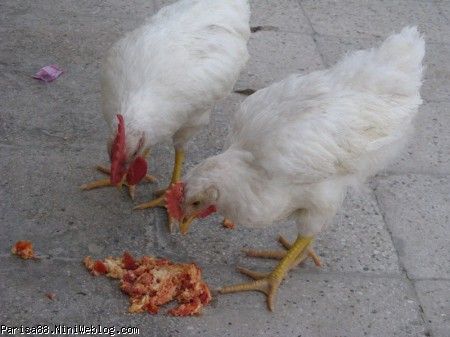 مرغ و خروس در حال خوردن املت