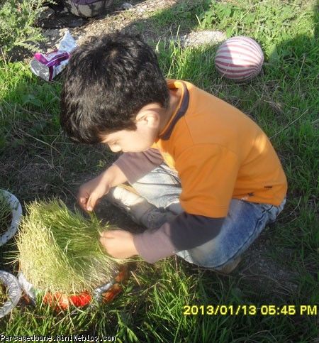 جوجو در حال سبزه گره زدن سیزده بدر