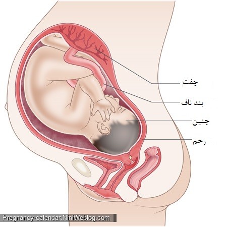 وضعیت جنین در هفته 39 بارداری