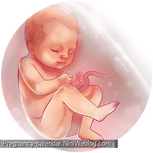 وضعیت جنین در هفته 38 بارداری