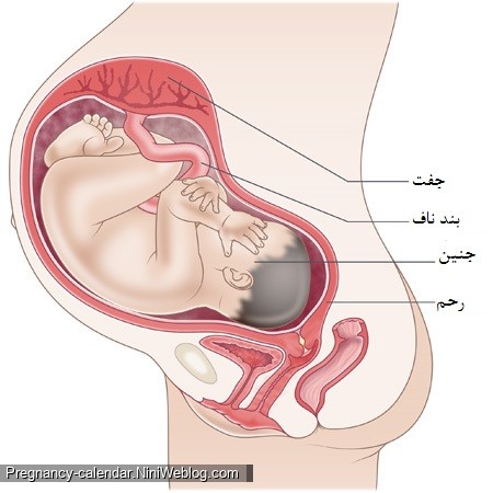 وضعیت جنین در هفته 38 بارداری