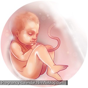 وضعیت جنین در هفته 37 بارداری
